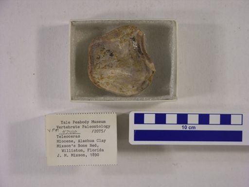 Teleoceras fossiger