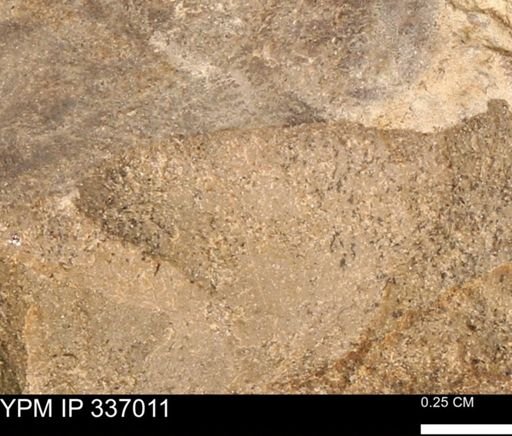 undet. Mollusca