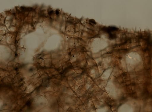 Amphimedon compressa