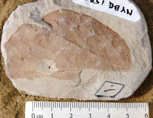 Alangium aequalifolium