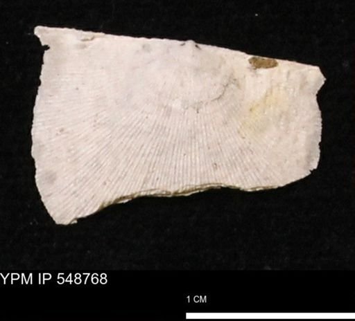 Stropheodonta perplana
