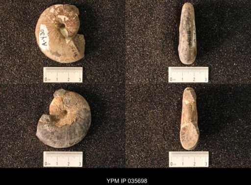 Hoploscaphites nicolletii