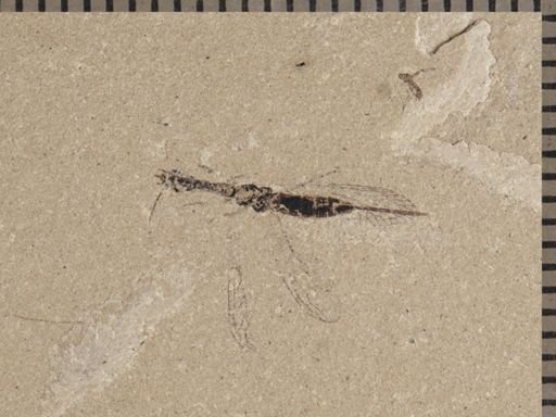 undet. Raphidioptera