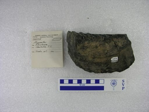 Mammuthus sp.