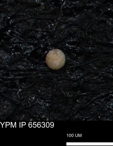 undet. Foraminiferida