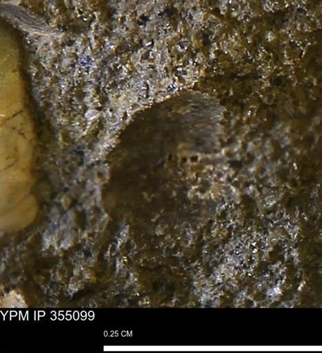 undet. Mollusca