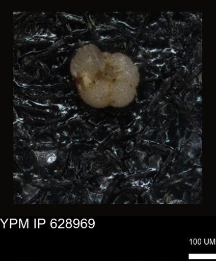 undet. Foraminiferida