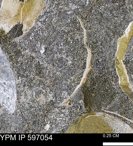 undet. Bivalvia