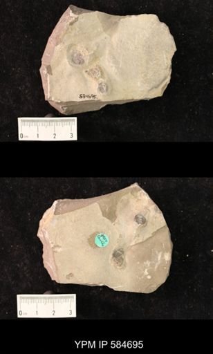 Diplocraterion sp.