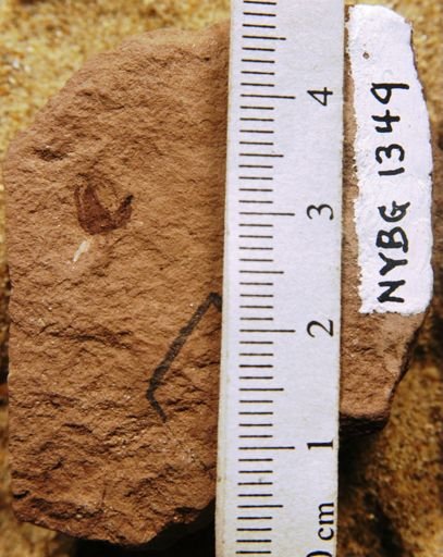 Carpites sp.