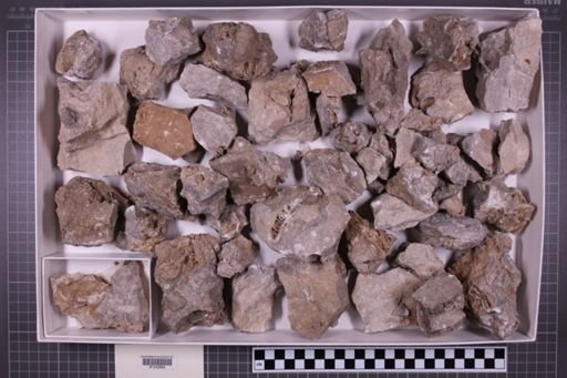 mixed taxa, stratigraphic collection