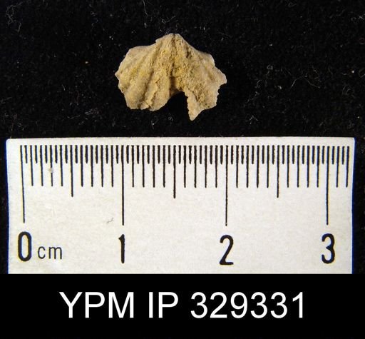 Macropleura?