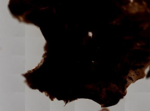 Aiolochroia cf. crassa
