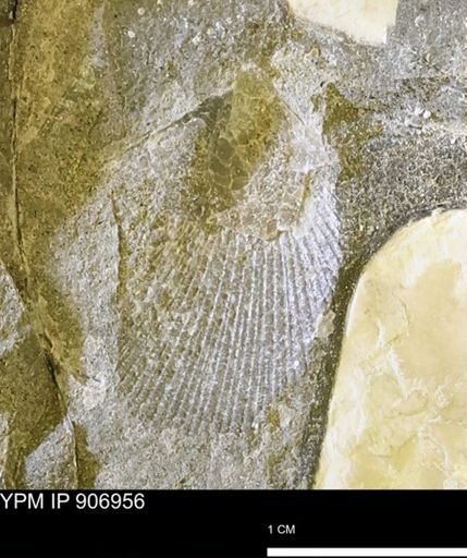 Oxytoma (Hypoxytoma) nebrascana
