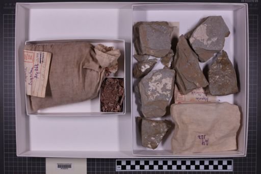 mixed taxa, stratigraphic collection