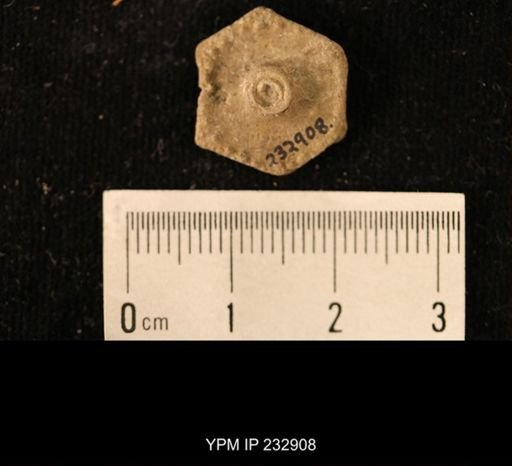 Archaeocidaris sp.
