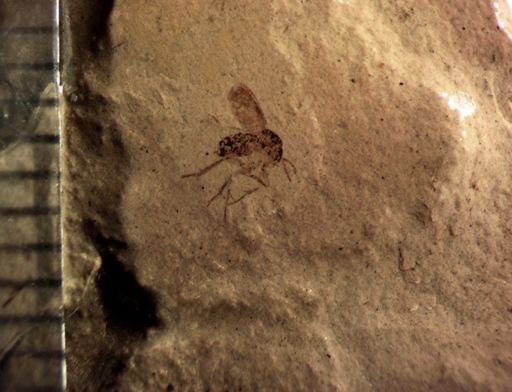 undet. Mycetophilidae