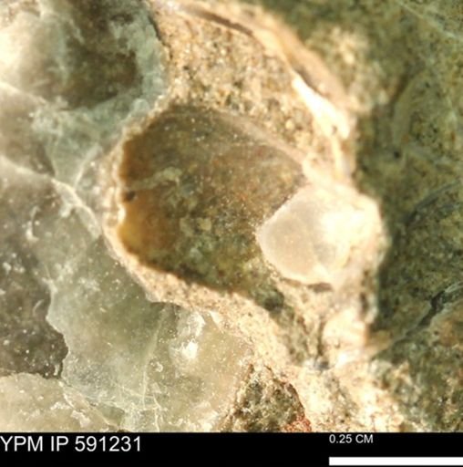 undet. Bivalvia