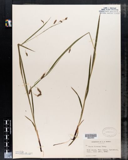 Carex formosa