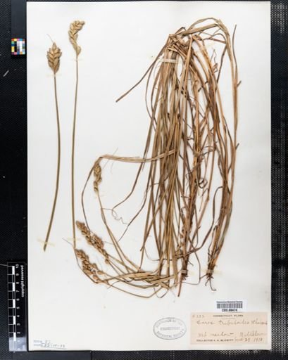 Carex tribuloides