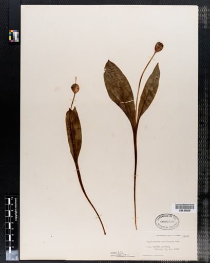Erythronium americanum