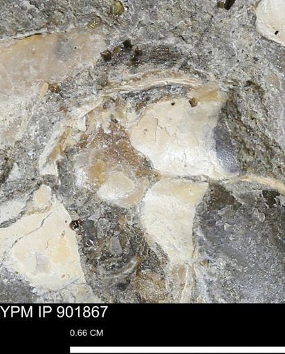 undet. Mollusca
