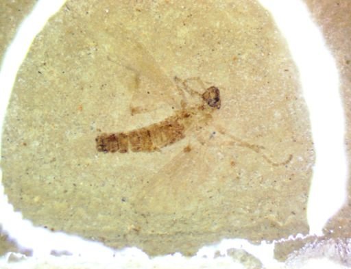 undet. Diptera