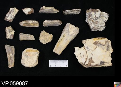 undet. Aulopiformes