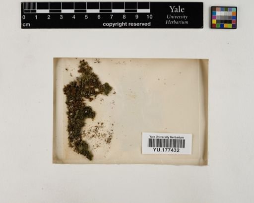Plantae