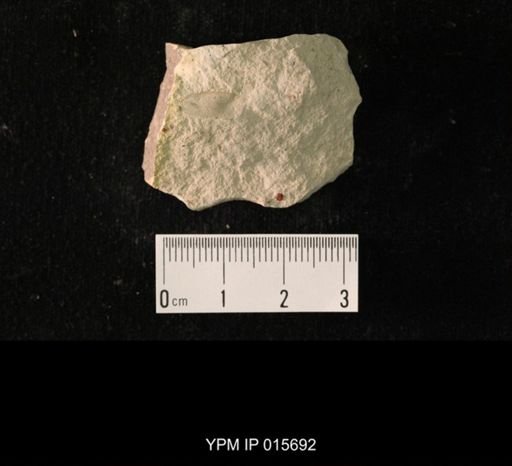 Pycnoblattina curvata