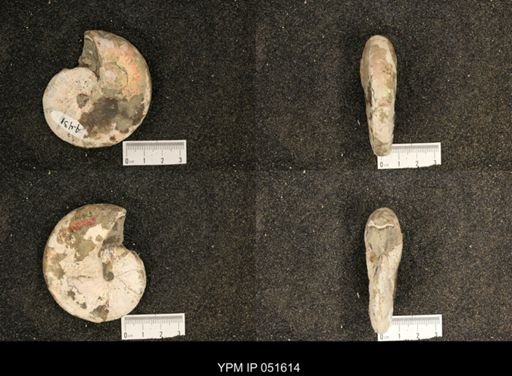 Hoploscaphites nicolletii