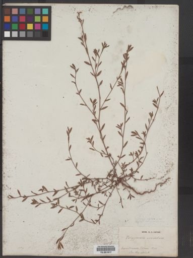 Polygonum aviculare