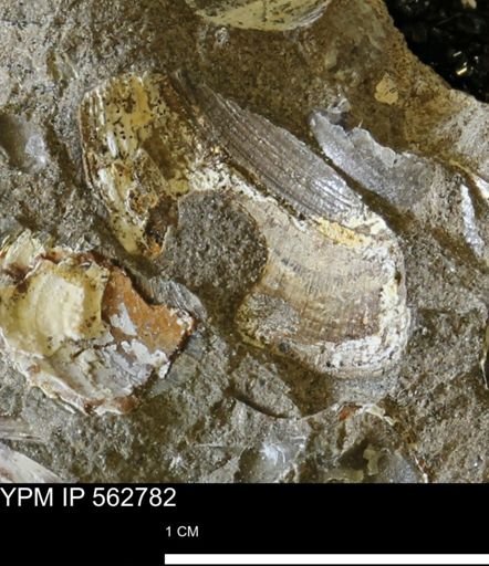 undet. Bivalvia