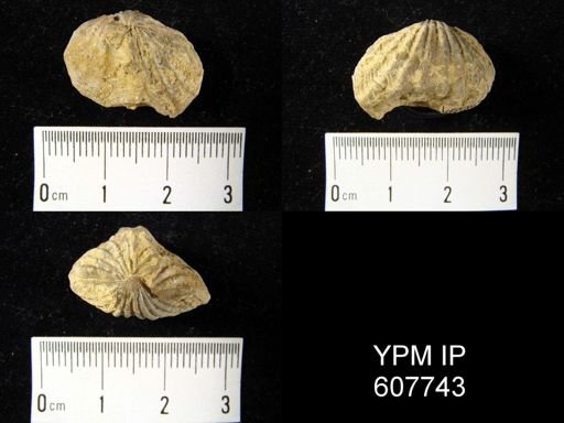 undet. Brachiopoda