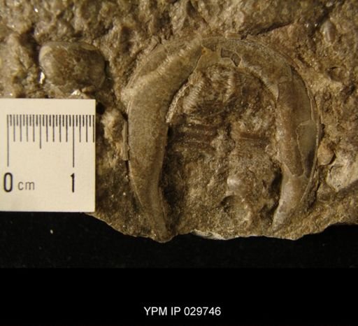 Harpes sp.