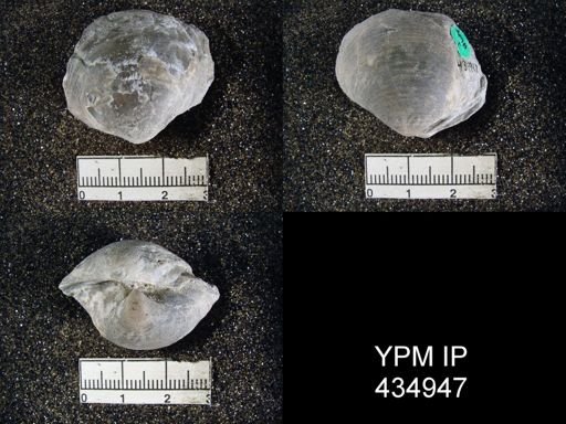 Reticularia lineata
