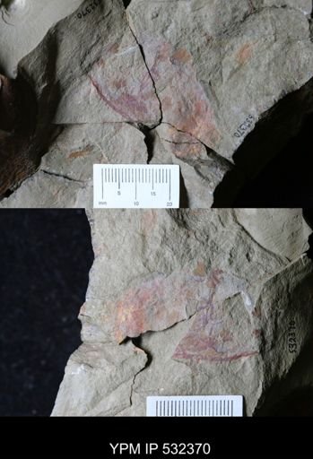 undet. Arthropoda