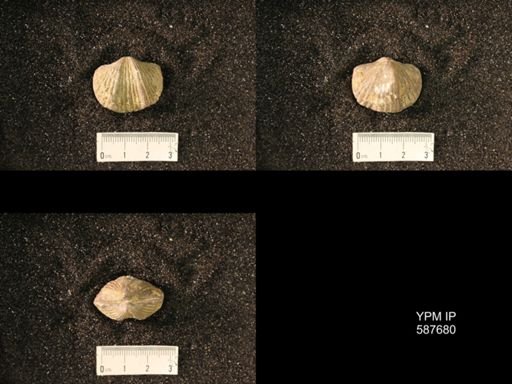 Platystrophia lynx