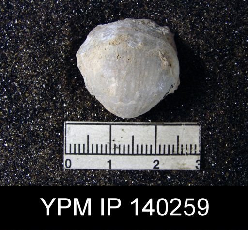 Productus (Paramarginifera) tumidus