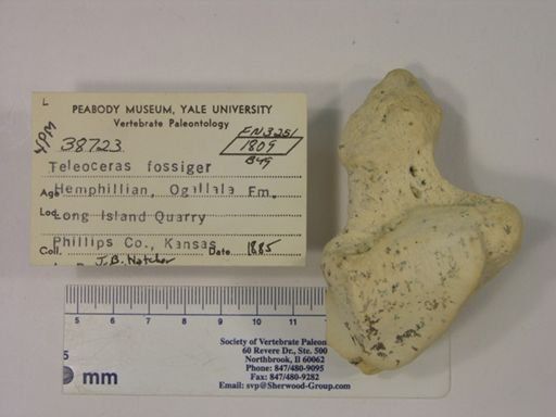 Teleoceras fossiger