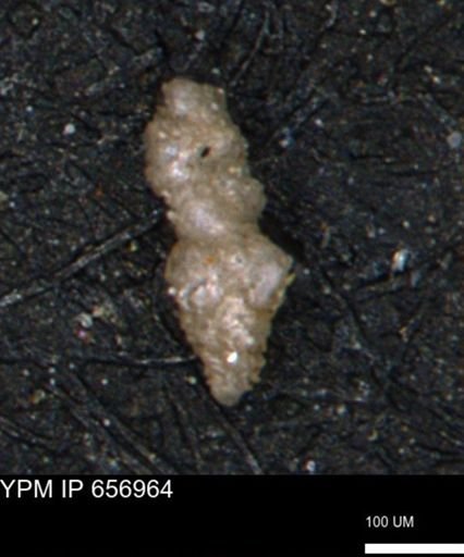 Verneuilinoides hectori