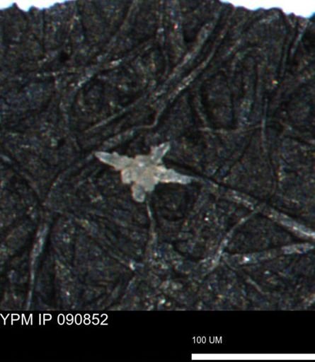 undet. Porifera