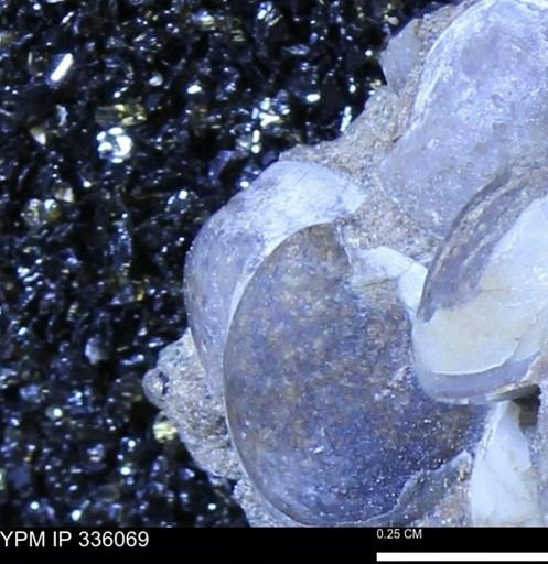 Protocardia subquadrata