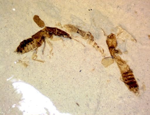 undet. Staphylinidae