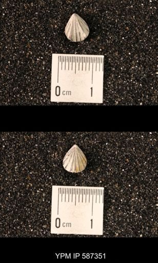 Camarotoechia whitei