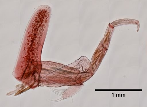 Andaniotes