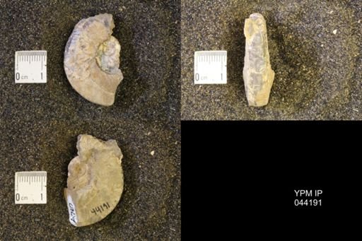 Hoploscaphites nicolletii