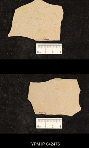 undet. Hexapoda