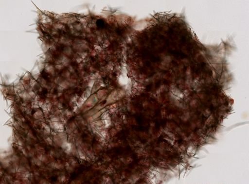 Haliclona (Gellius) flagellifera