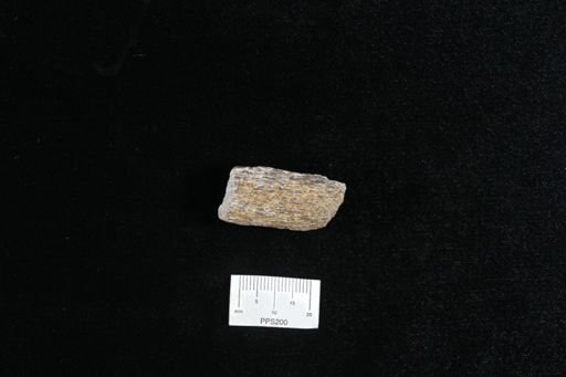 Protosphyraena sp.